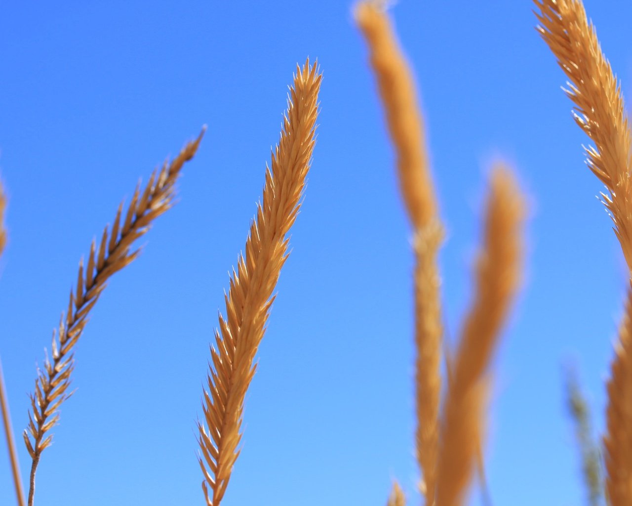 Обои небо, осень, колоски, растение, стебель, the sky, autumn, spikelets, plant, stem разрешение 2048x1365 Загрузить