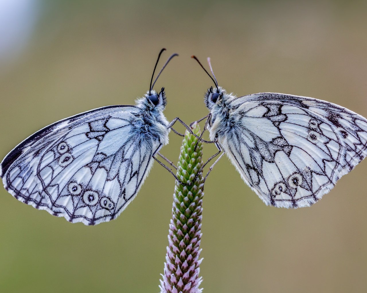 Обои природа, растения, фон, насекомые, пара, бабочки, галатея, nature, plants, background, insects, pair, butterfly, galatea разрешение 5760x3840 Загрузить