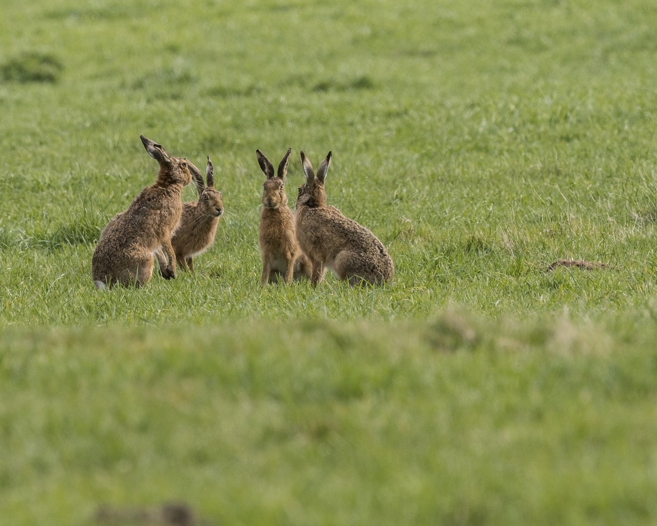 Обои трава, природа, фон, группа, животные, зайцы, grass, nature, background, group, animals, rabbits разрешение 4668x2740 Загрузить