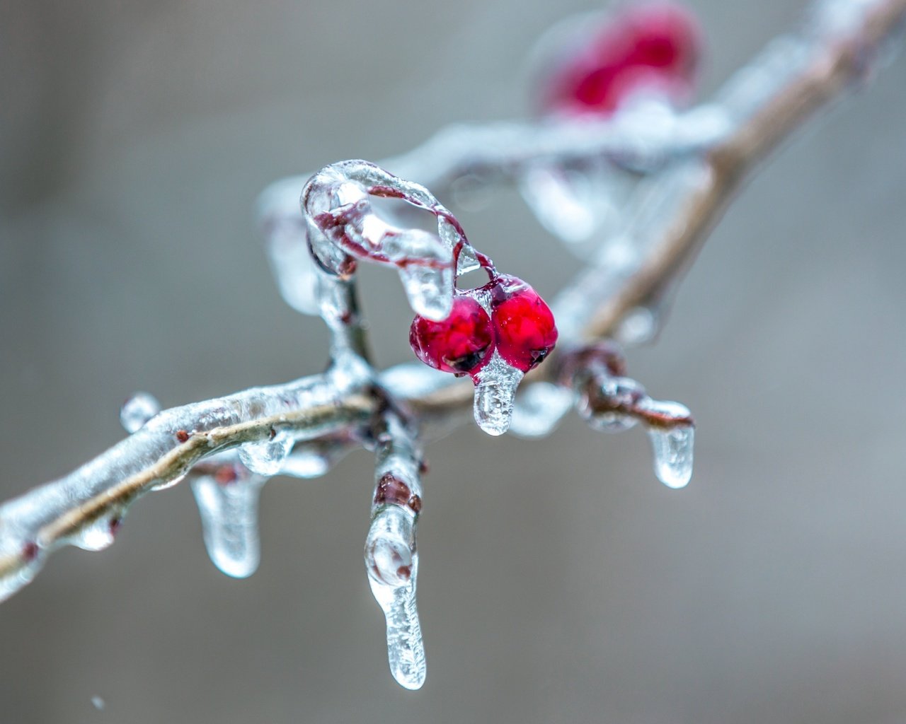 Обои ветка, природа, фон, лёд, ягоды, сосулька, рябина, ветки.ягоды, branch, nature, background, ice, berries, icicle, rowan, branch.berries разрешение 2560x1600 Загрузить