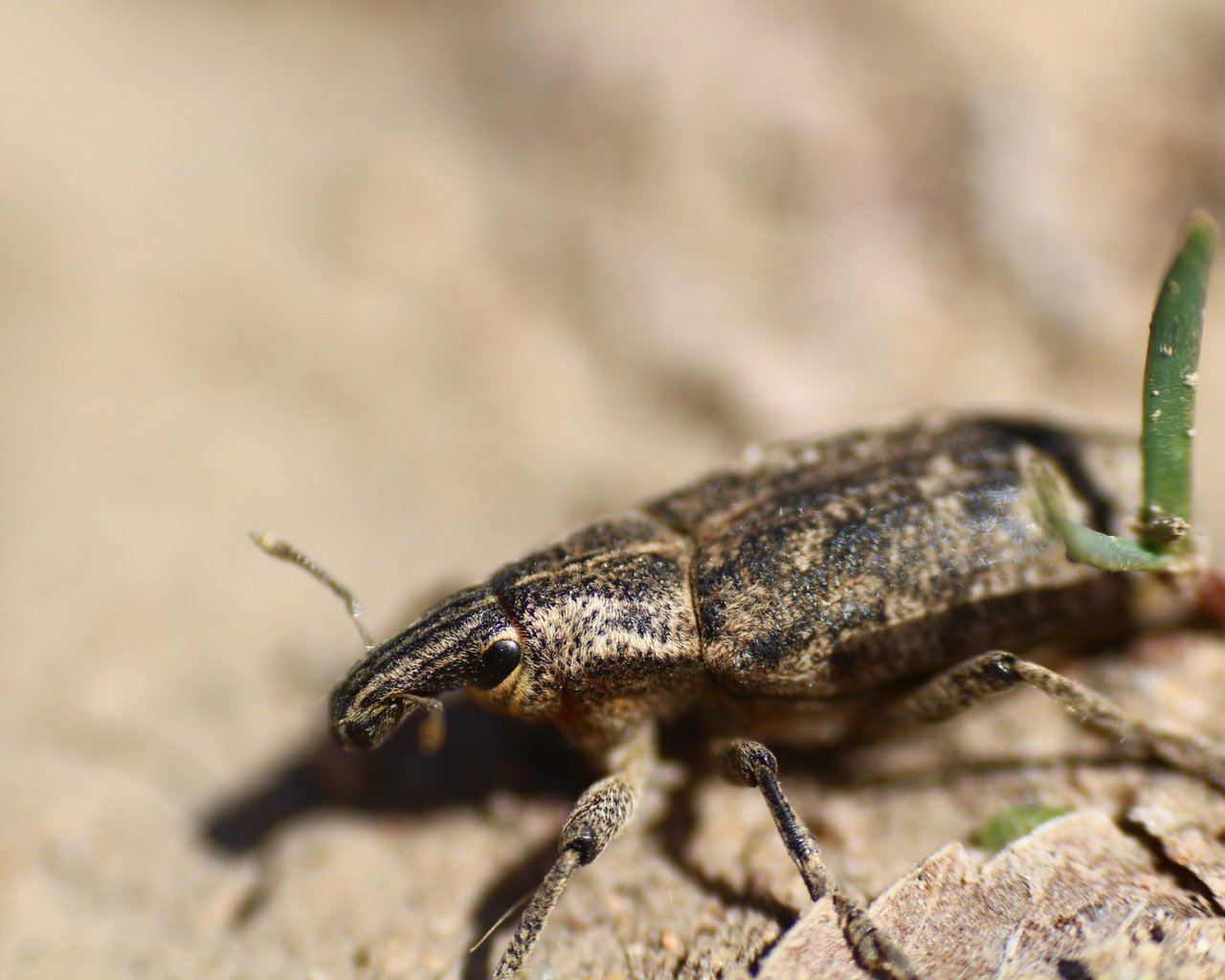 Обои жук, насекомое, травка, лапки, долгоносик, beetle, insect, weed, legs, weevil разрешение 1920x1280 Загрузить