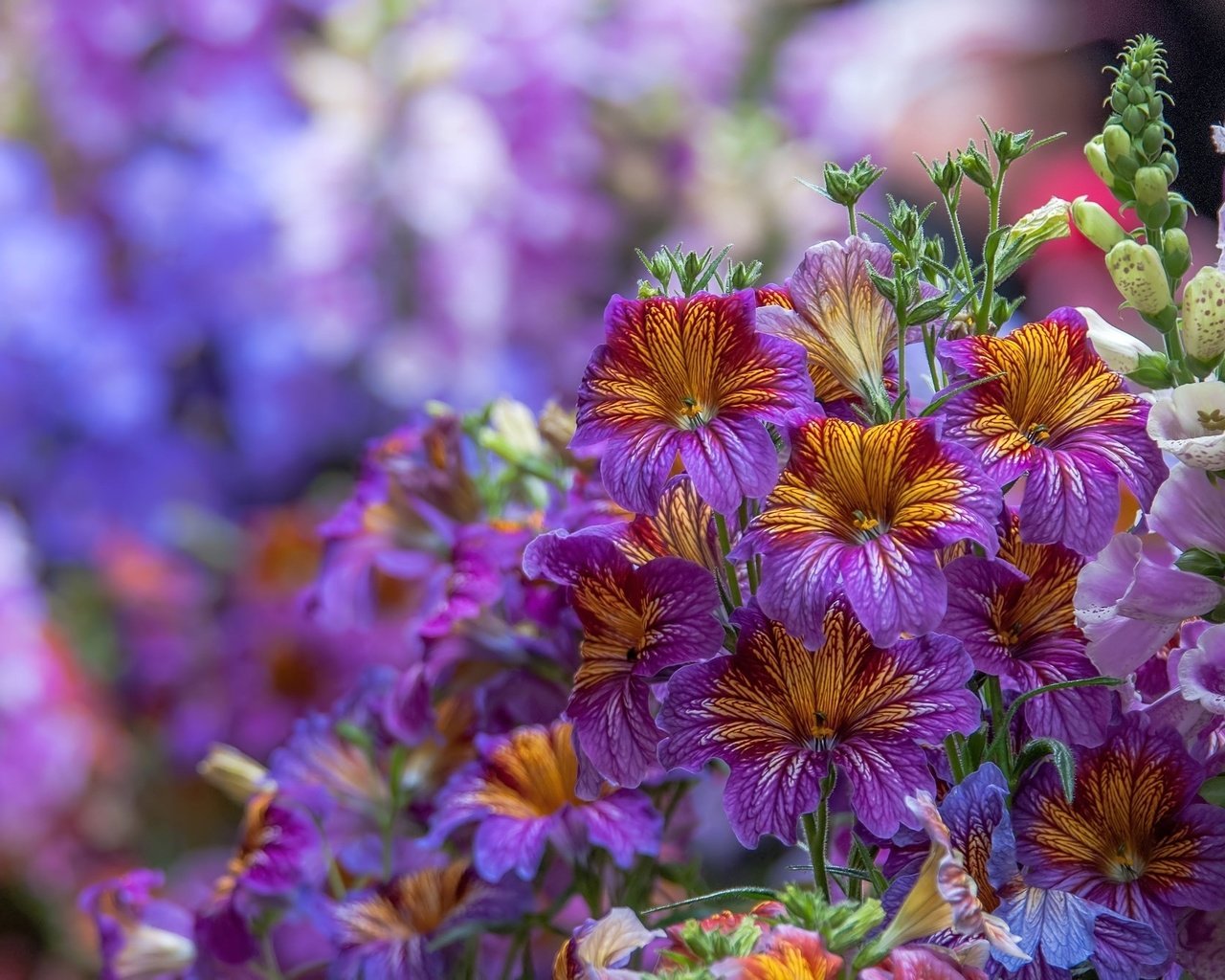 Обои цветы, макро, дигиталис, наперстянка, сальпиглосис, flowers, macro, digitalis, salpiglossis разрешение 2048x1347 Загрузить