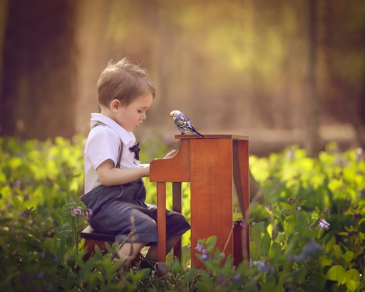 Обои цветы, природа, ребенок, мальчик, малыш, пианино, птичка, попугай, flowers, nature, child, boy, baby, piano, bird, parrot разрешение 2048x1495 Загрузить
