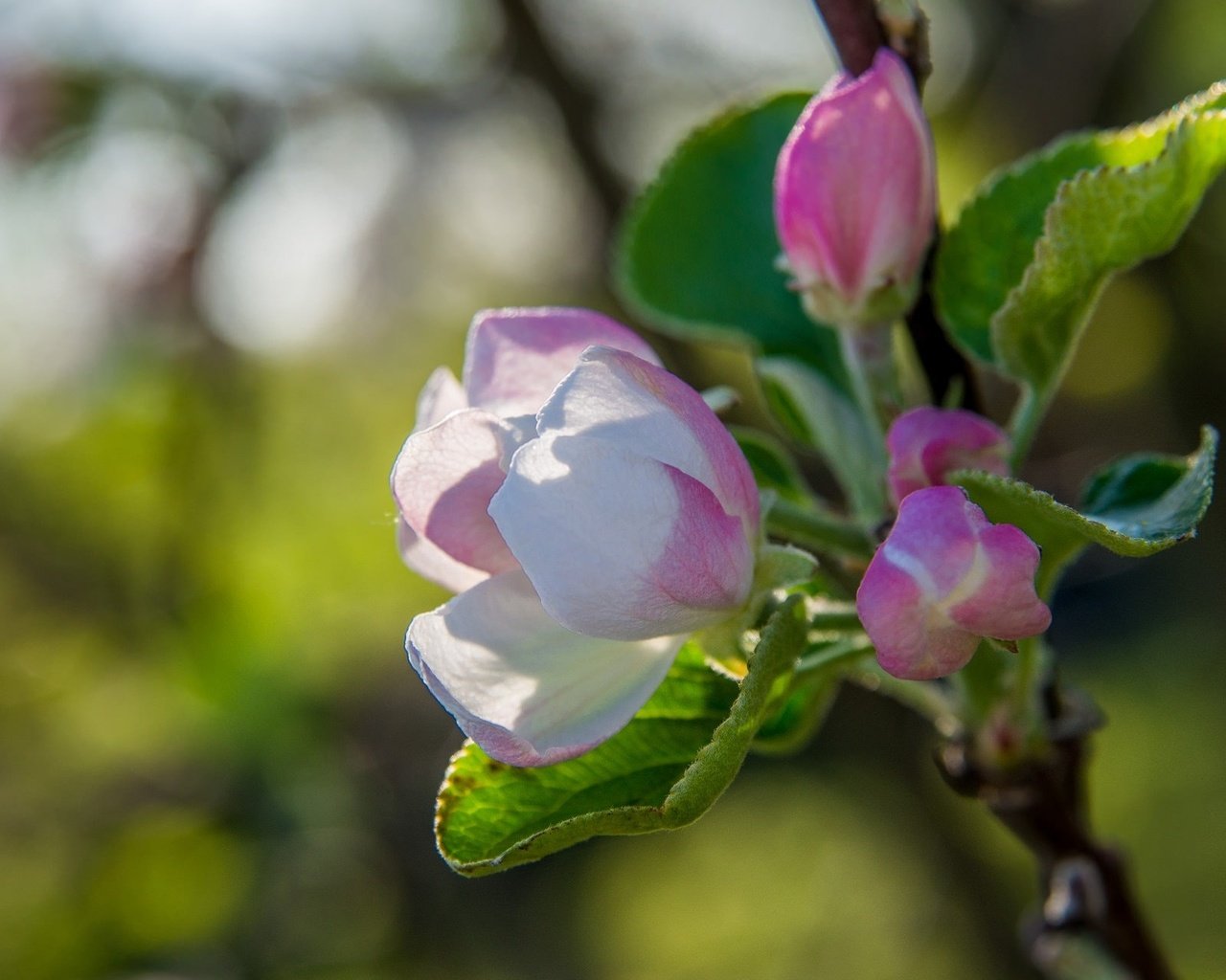 Обои дерево, цветение, макро, весна, яблоня, tree, flowering, macro, spring, apple разрешение 2048x1280 Загрузить