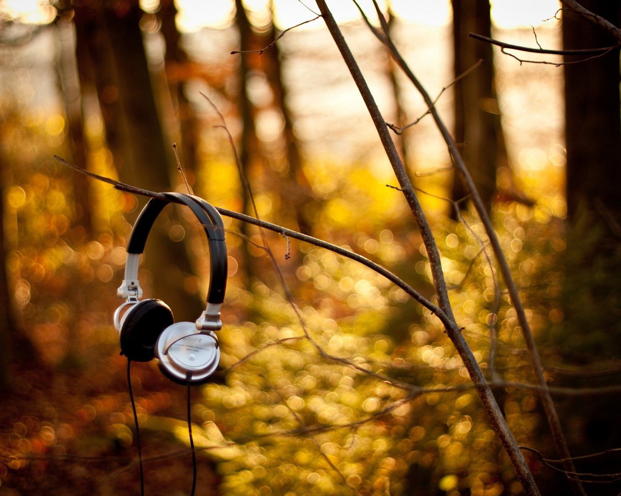 Обои природа, лес, ветки, музыка, осень, наушники, nature, forest, branches, music, autumn, headphones разрешение 2560x1570 Загрузить