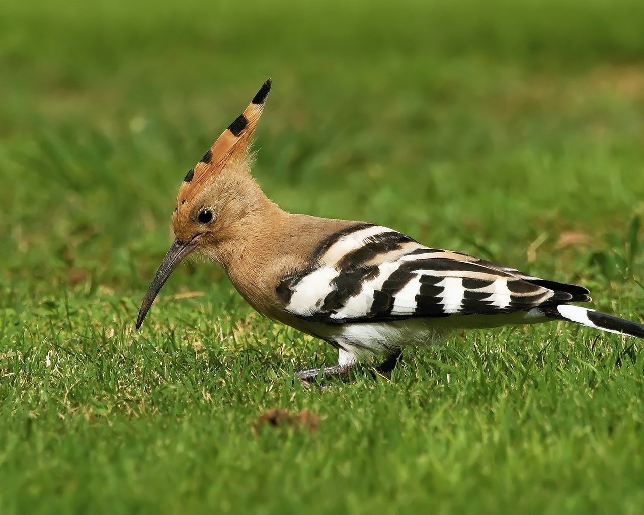 Обои трава, птицы, птица, клюв, перья, удод, grass, birds, bird, beak, feathers, hoopoe разрешение 2048x1152 Загрузить