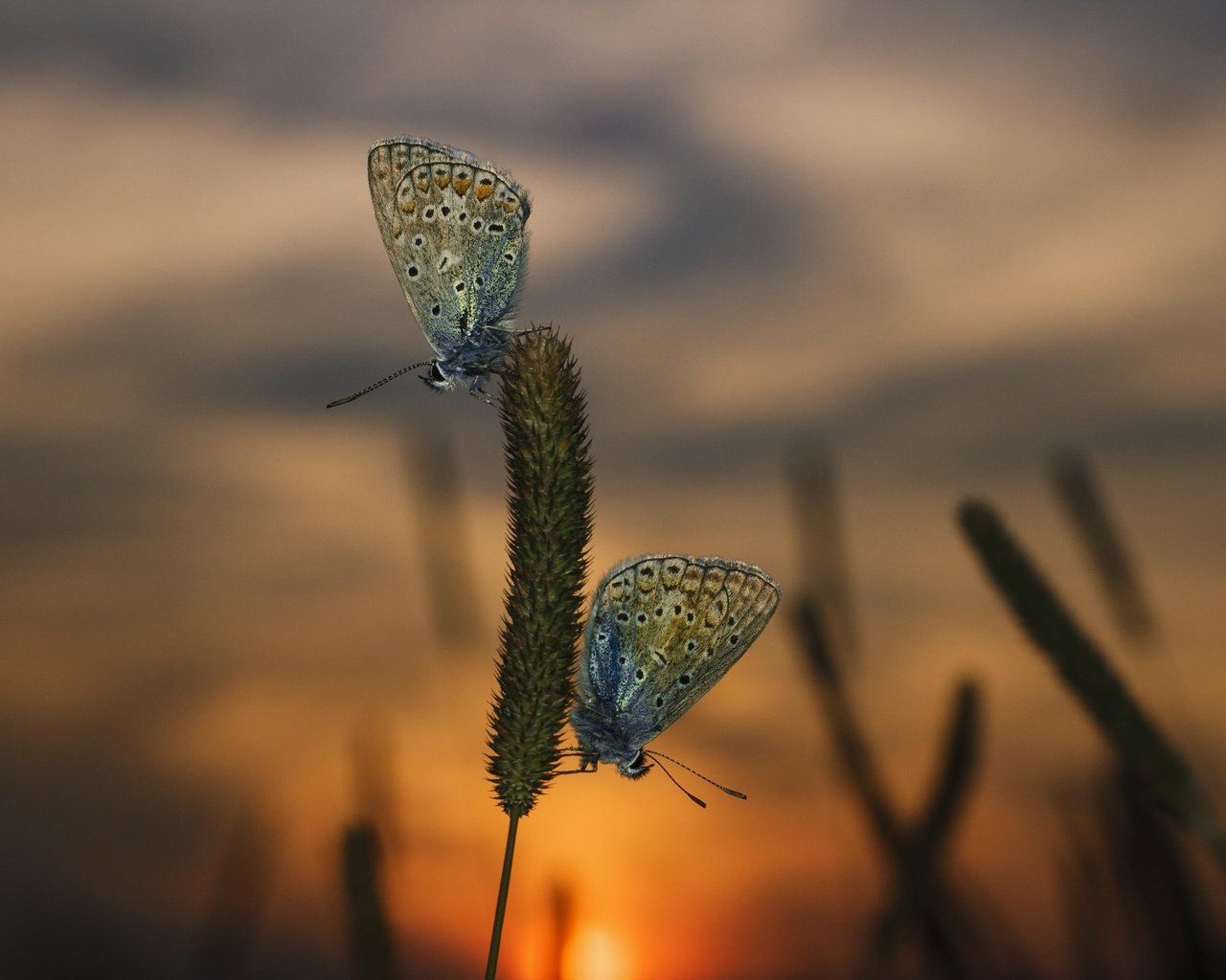 Обои трава, вечер, закат, макро, насекомые, бабочки, grass, the evening, sunset, macro, insects, butterfly разрешение 3888x2592 Загрузить