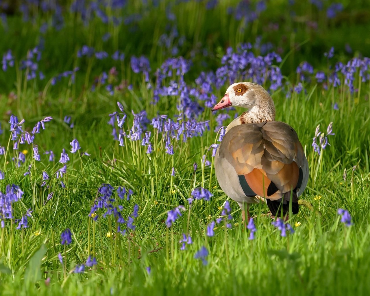 Обои цветы, трава, птица, клюв, перья, утка, flowers, grass, bird, beak, feathers, duck разрешение 2048x1152 Загрузить