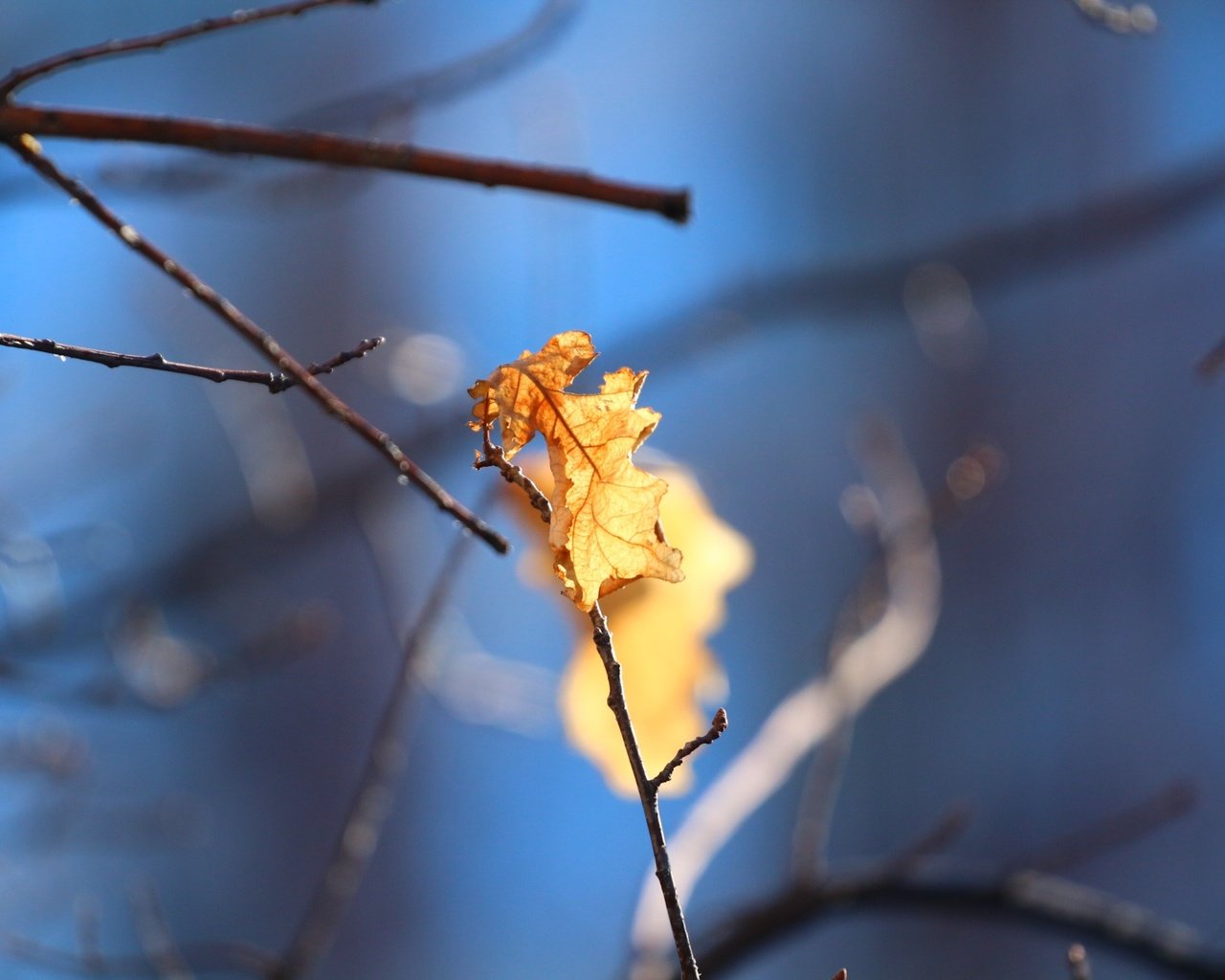 Обои природа, листья, фон, листок, осень, дуб, веточки, nature, leaves, background, leaf, autumn, oak, twigs разрешение 1920x1280 Загрузить