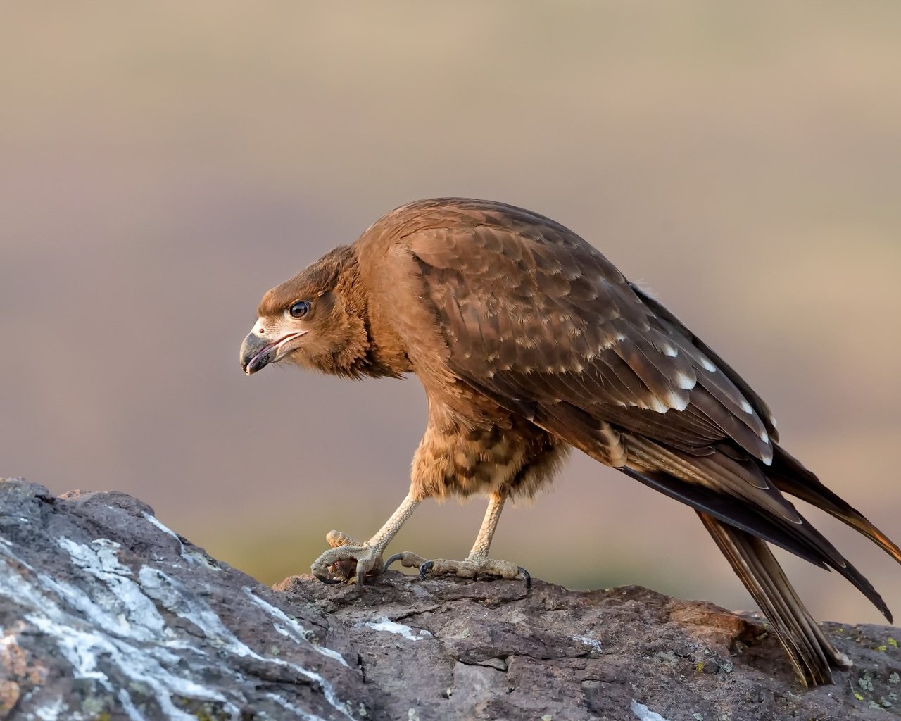 Обои природа, птица, клюв, перья, горная каракара, хищная птица, nature, bird, beak, feathers, mountain caracara, bird of prey разрешение 2500x1664 Загрузить