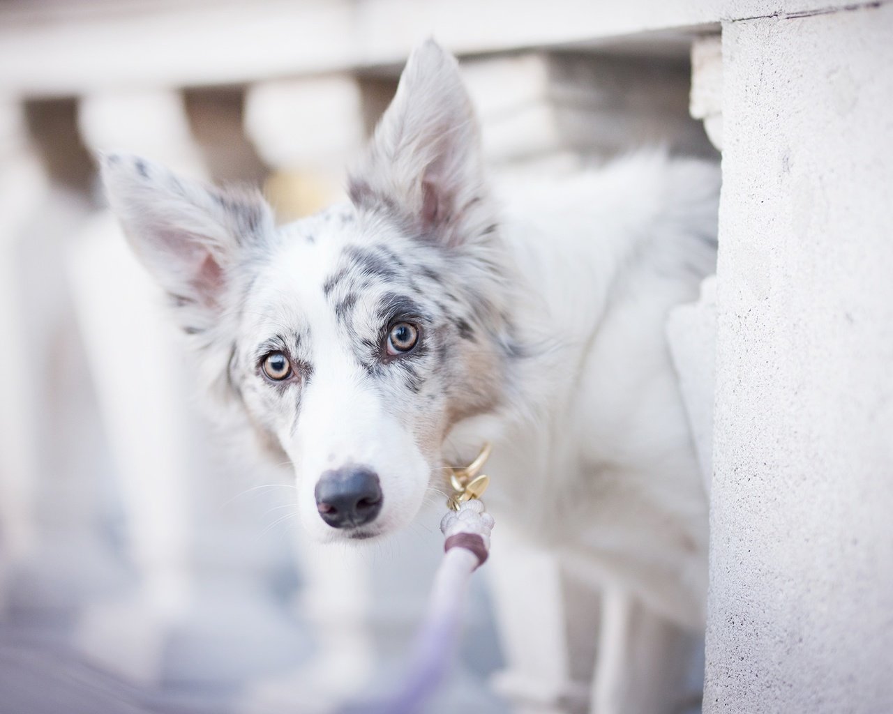 Обои собака, пятна, боке, бордер-колли, alicja zmysłowska, witty&white, dog, spot, bokeh, the border collie разрешение 2048x1365 Загрузить