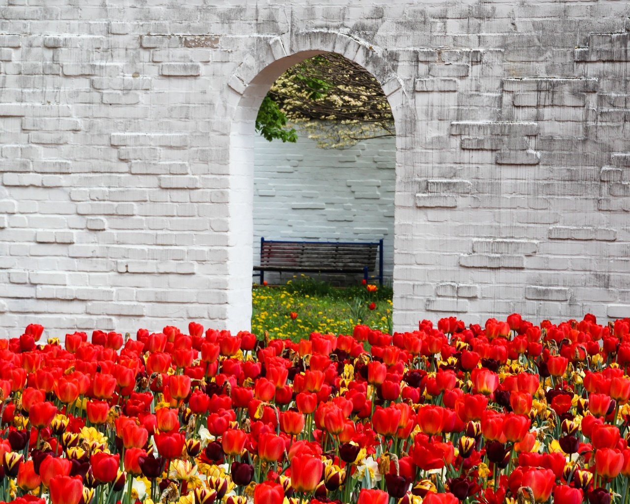 Обои цветы, стена, красные, весна, скамейка, тюльпаны, арка, flowers, wall, red, spring, bench, tulips, arch разрешение 5032x3058 Загрузить