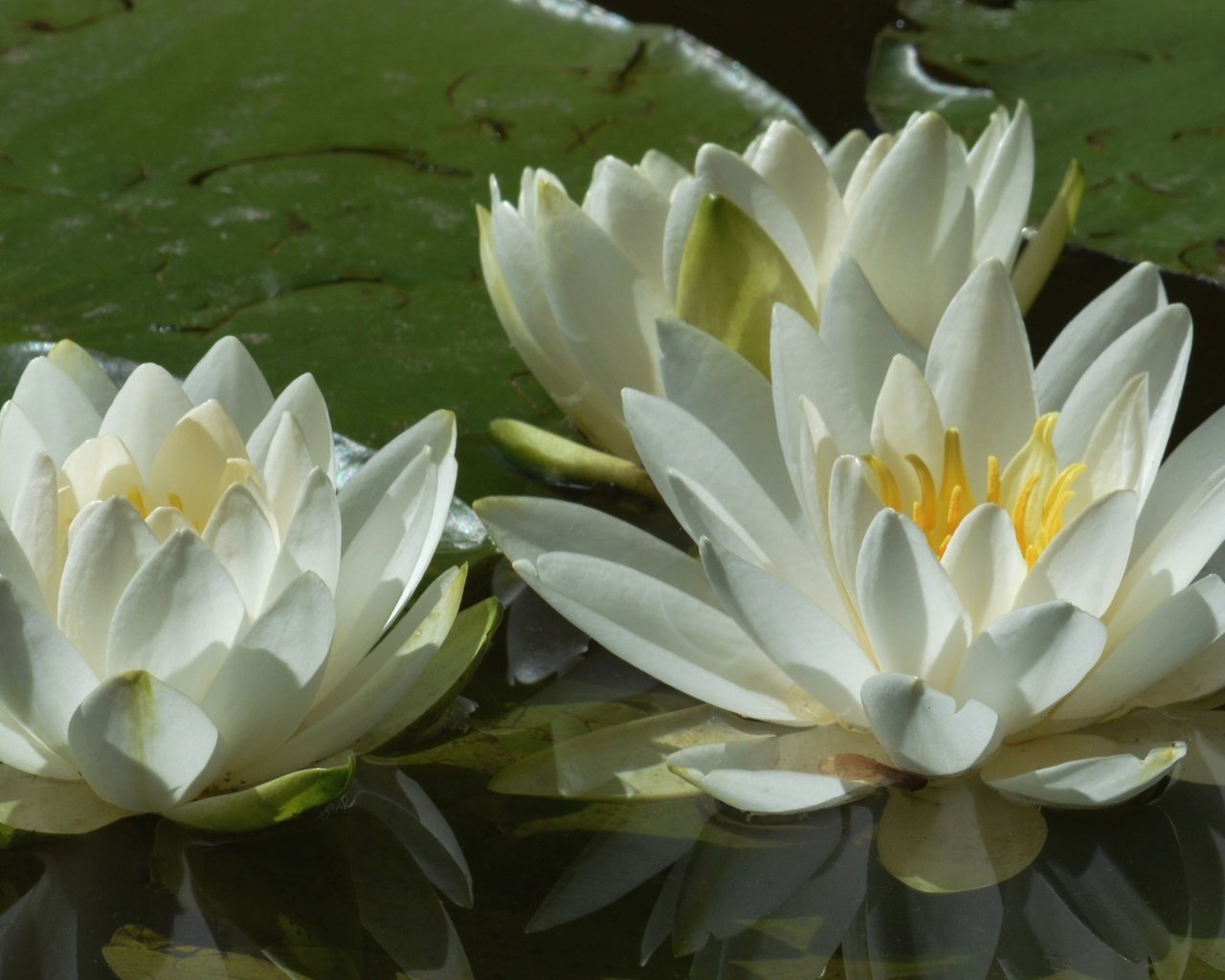 Обои цветы, листья, пруд, кувшинки, нимфея, водяные лилии, белые лилии, flowers, leaves, pond, water lilies, nymphaeum, white lilies разрешение 3840x2160 Загрузить
