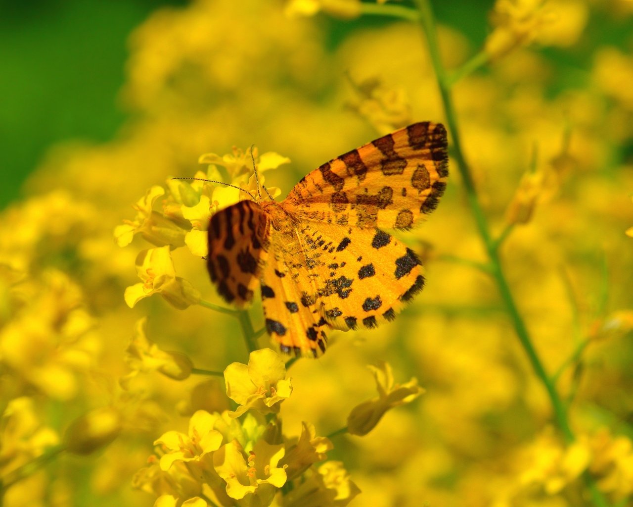 Обои цветы, насекомое, бабочка, flowers, insect, butterfly разрешение 3000x1973 Загрузить