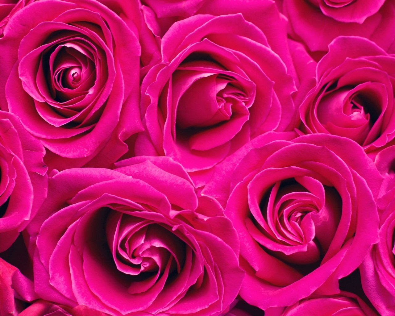 Обои цветы, розы, лепестки, flowers, roses, petals разрешение 2874x1600 Загрузить