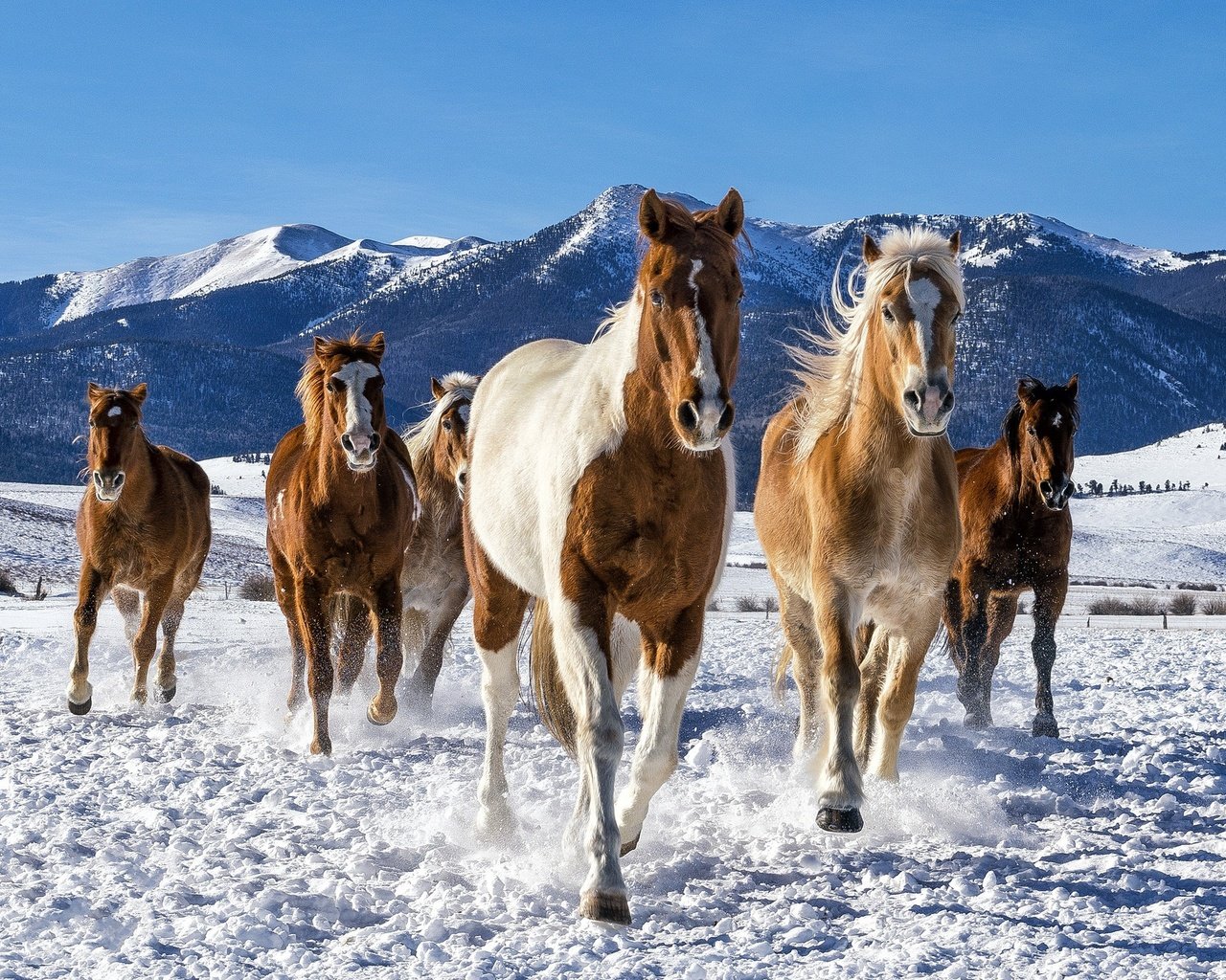 Обои снег, зима, лошади, кони, табун, snow, winter, horse, horses, the herd разрешение 2048x1365 Загрузить