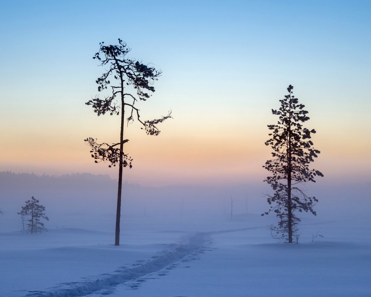 Обои деревья, снег, зима, утро, trees, snow, winter, morning разрешение 2560x1707 Загрузить
