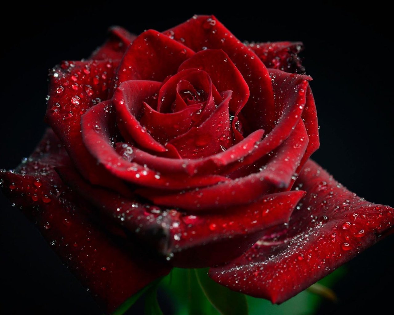 Обои цветок, капли, роза, лепестки, черный фон, красная роза, elly tjiasmanto, flower, drops, rose, petals, black background, red rose разрешение 1920x1200 Загрузить