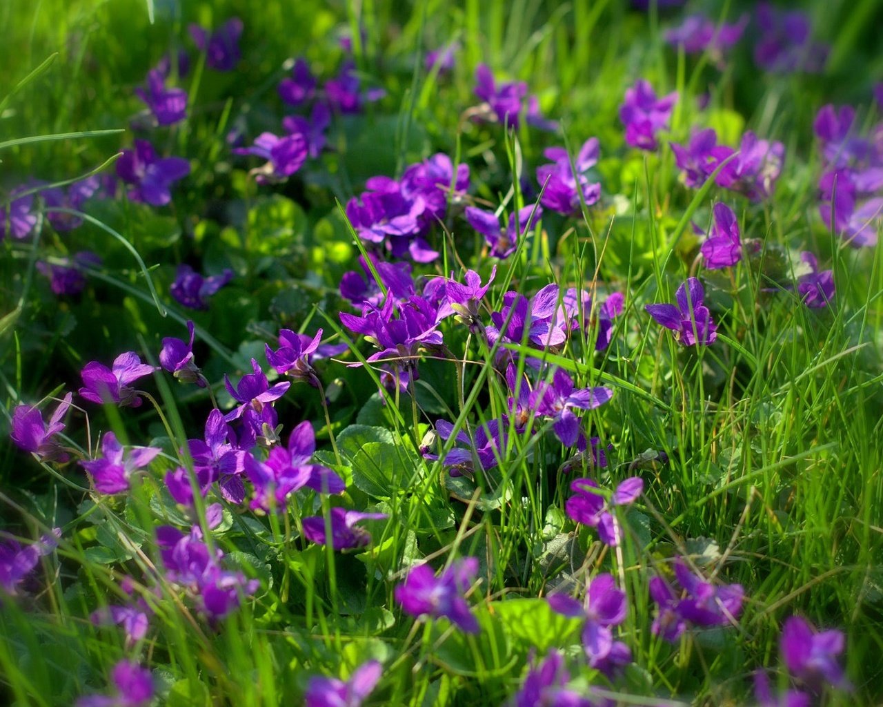 Обои цветы, трава, фиалки, фиолетовые цветы, sonata zemgulienе, flowers, grass, violet, purple flowers разрешение 1920x1200 Загрузить