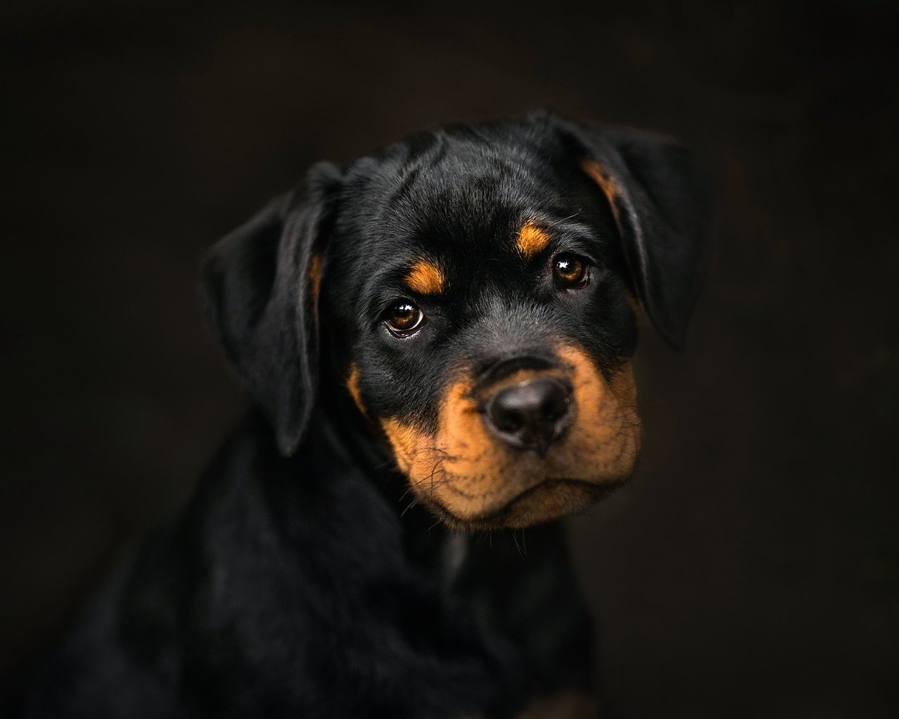 Обои фон, мордочка, взгляд, собака, щенок, ротвейлер, frelka, background, muzzle, look, dog, puppy, rottweiler разрешение 2048x1365 Загрузить