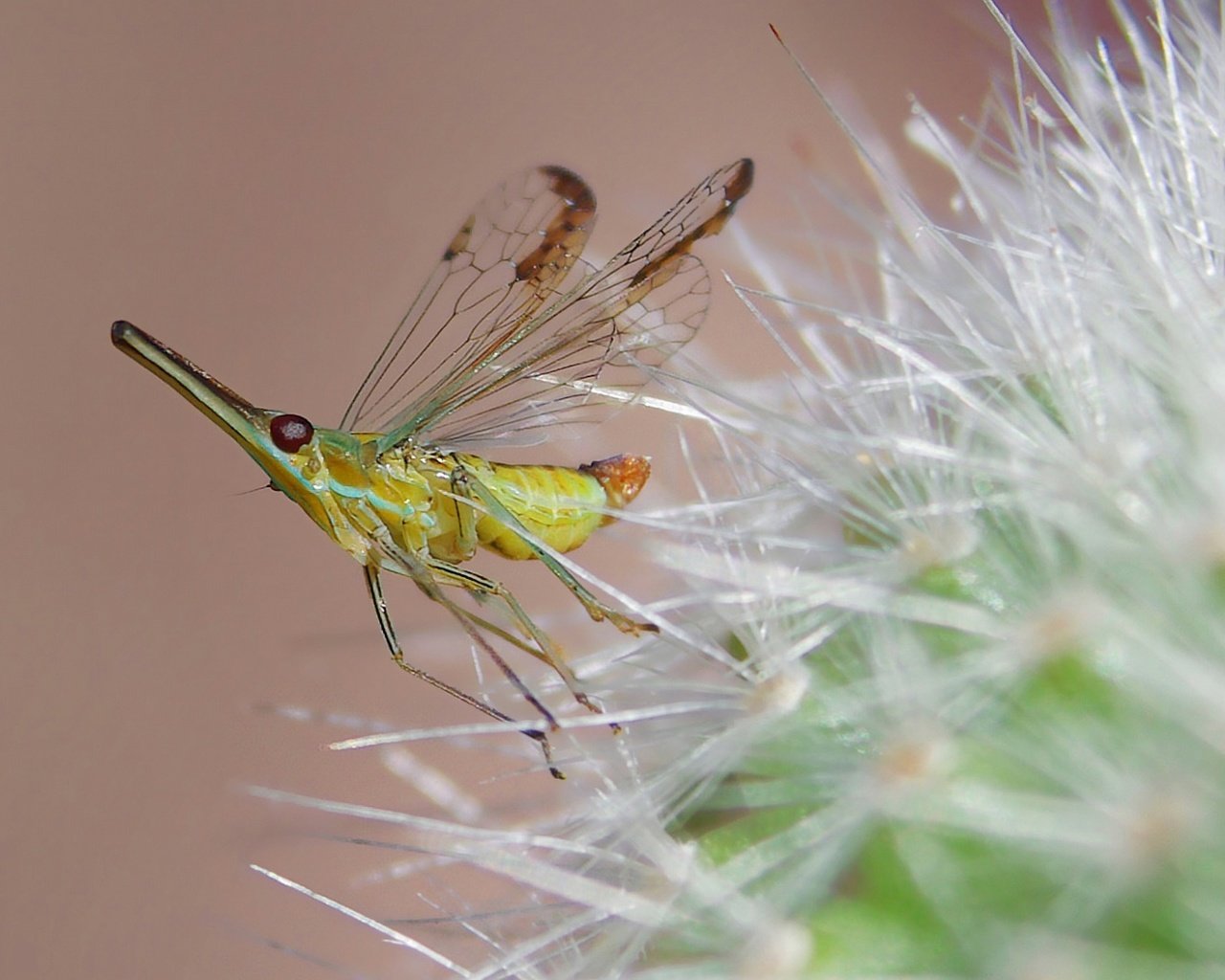 Обои природа, насекомое, цветок, комар, былинка, nature, insect, flower, the mosquito, blade of grass разрешение 1920x1080 Загрузить