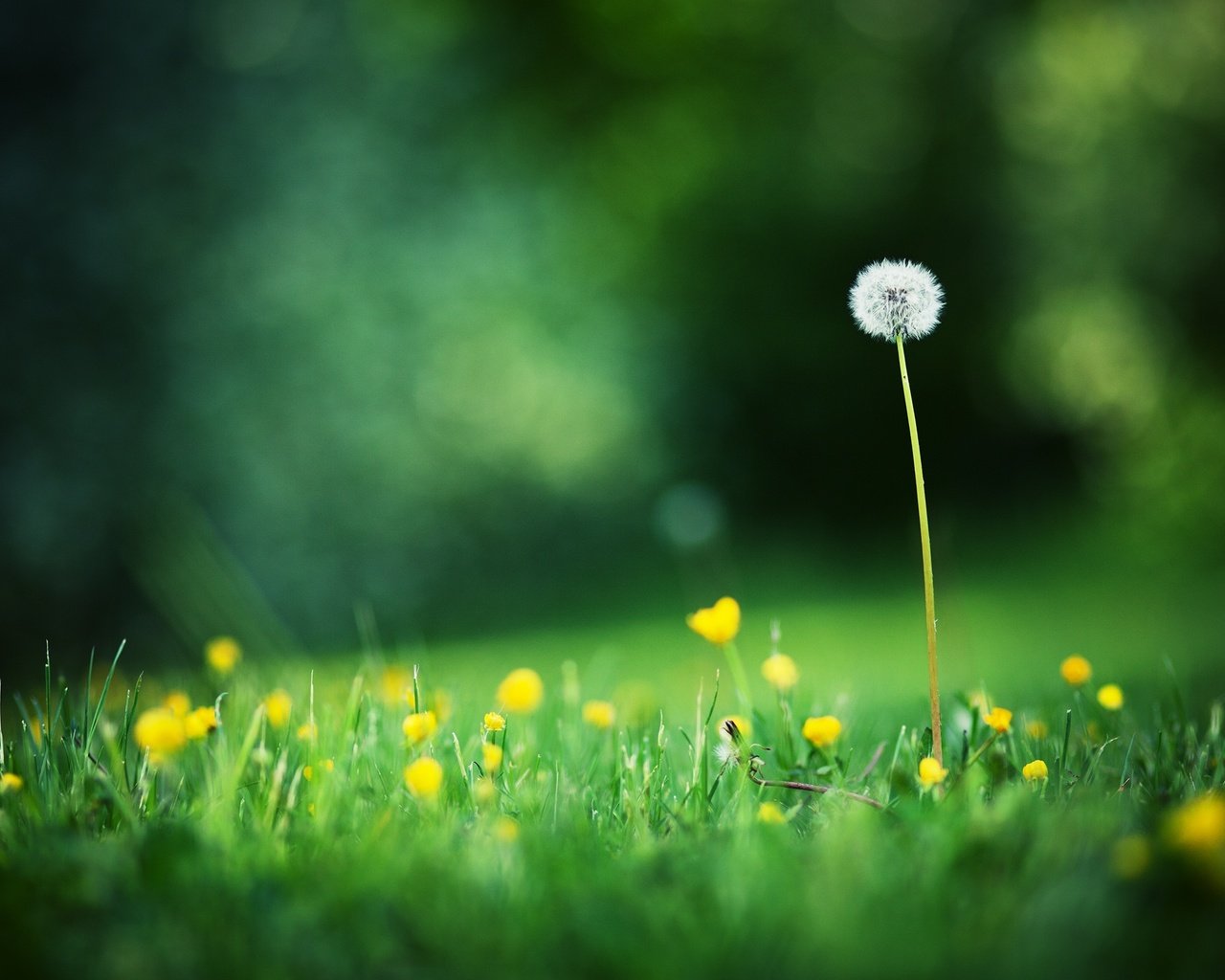 Обои свет, цветы, трава, поля, одуванчик, блик, полевые цветы, light, flowers, grass, field, dandelion, blik, wildflowers разрешение 2560x1600 Загрузить