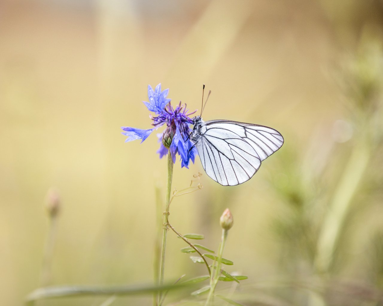 Обои насекомое, цветок, бабочка, крылья, размытость, василек, lena held, insect, flower, butterfly, wings, blur, cornflower разрешение 5172x3448 Загрузить