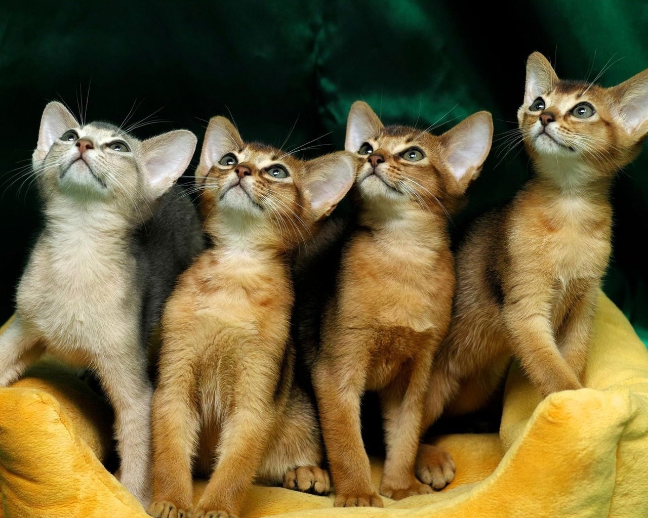 Обои мордочка, взгляд, кошки, котята, абиссинская кошка, глядя вверх, muzzle, look, cats, kittens, abyssinian cat разрешение 1920x1200 Загрузить
