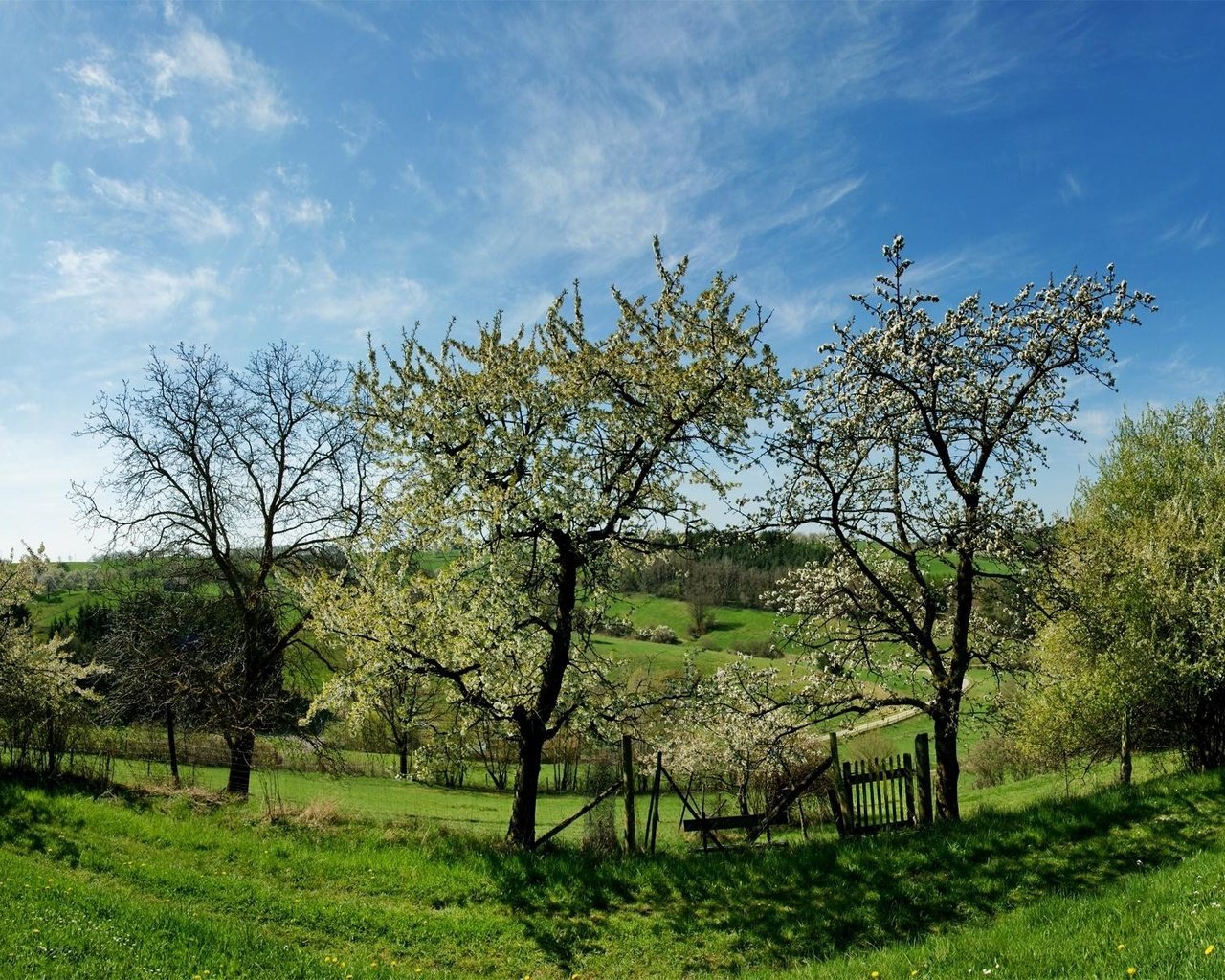 Обои небо, трава, облака, деревья, цветение, весна, the sky, grass, clouds, trees, flowering, spring разрешение 1920x1200 Загрузить