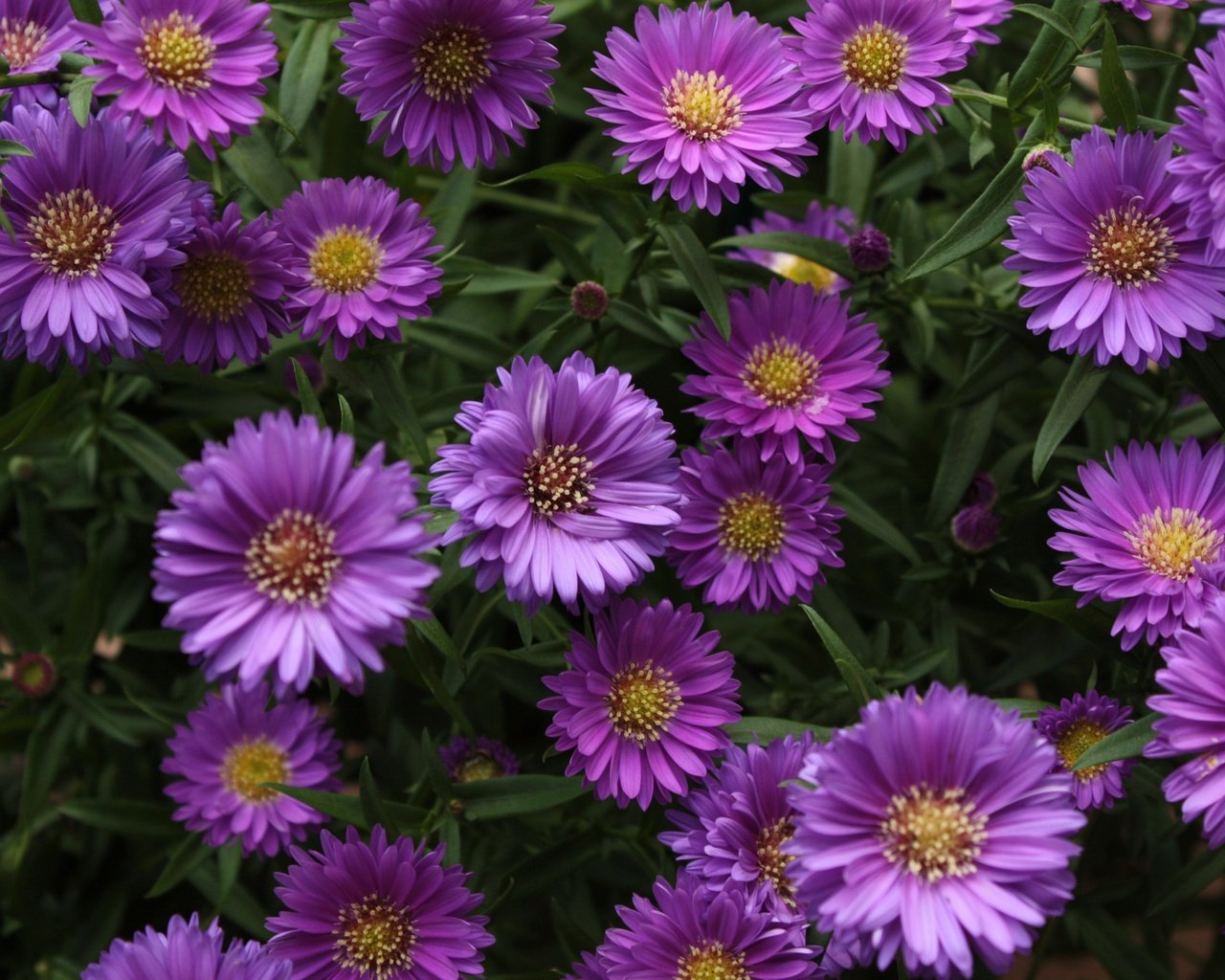 Обои цветы, фиолетовые, маргаритки, астры, flowers, purple, daisy, asters разрешение 2700x1800 Загрузить