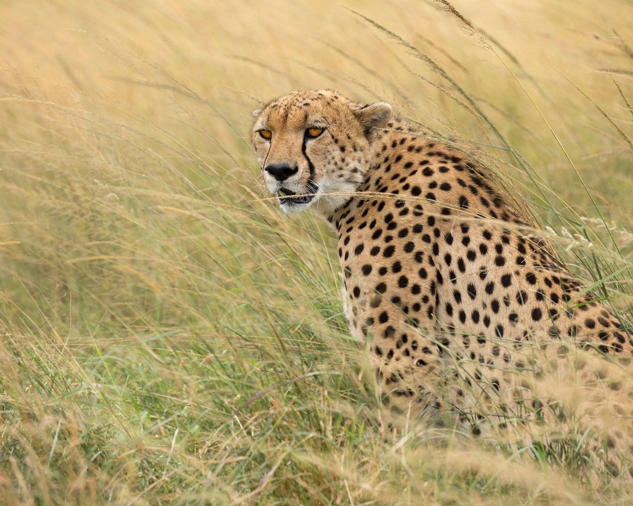 Обои трава, хищник, гепард, дикая кошка, grass, predator, cheetah, wild cat разрешение 1920x1192 Загрузить