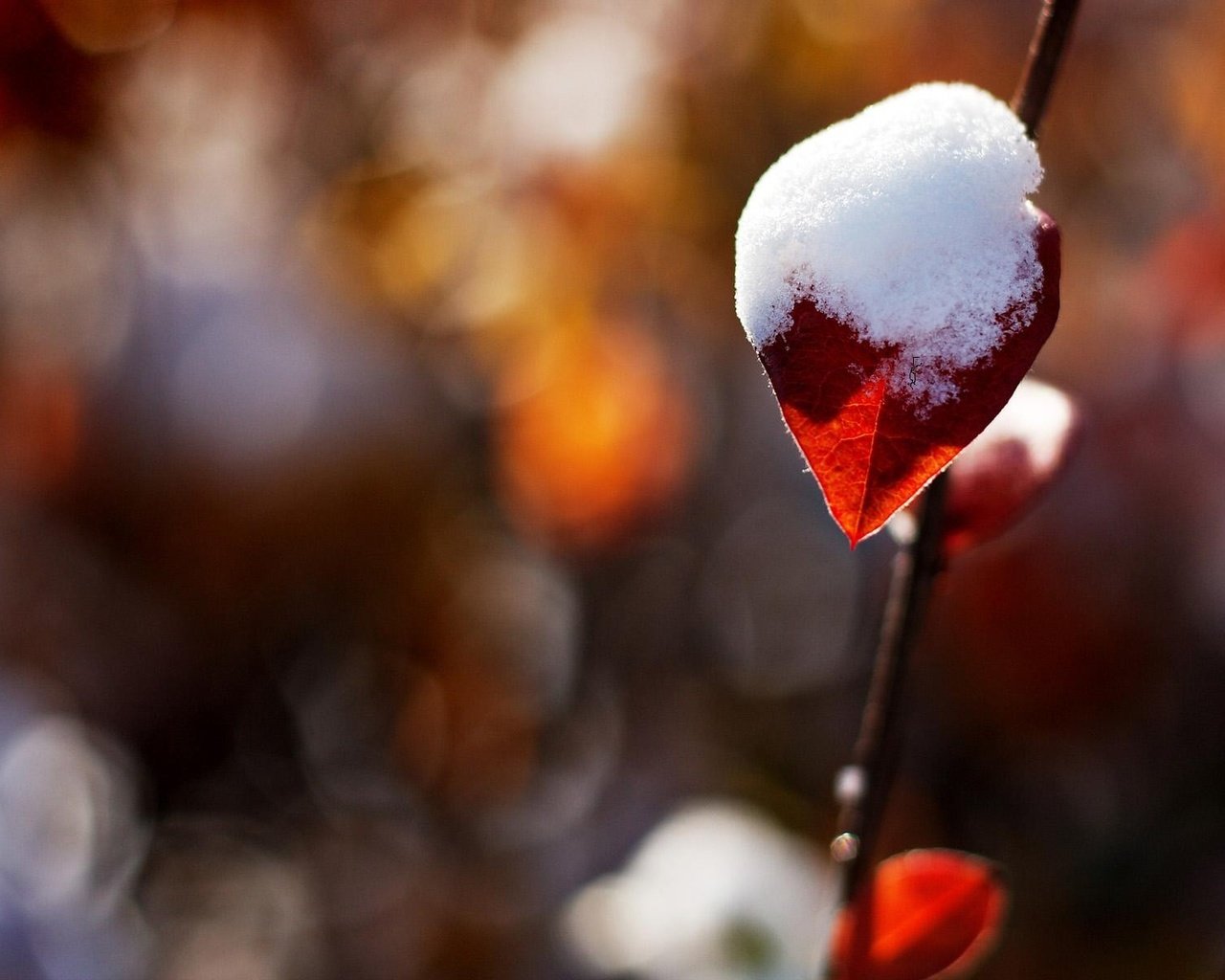 Обои снег, природа, блики, лист, веточка, боке, снег на листике, snow, nature, glare, sheet, sprig, bokeh, snow on a leaf разрешение 1920x1200 Загрузить