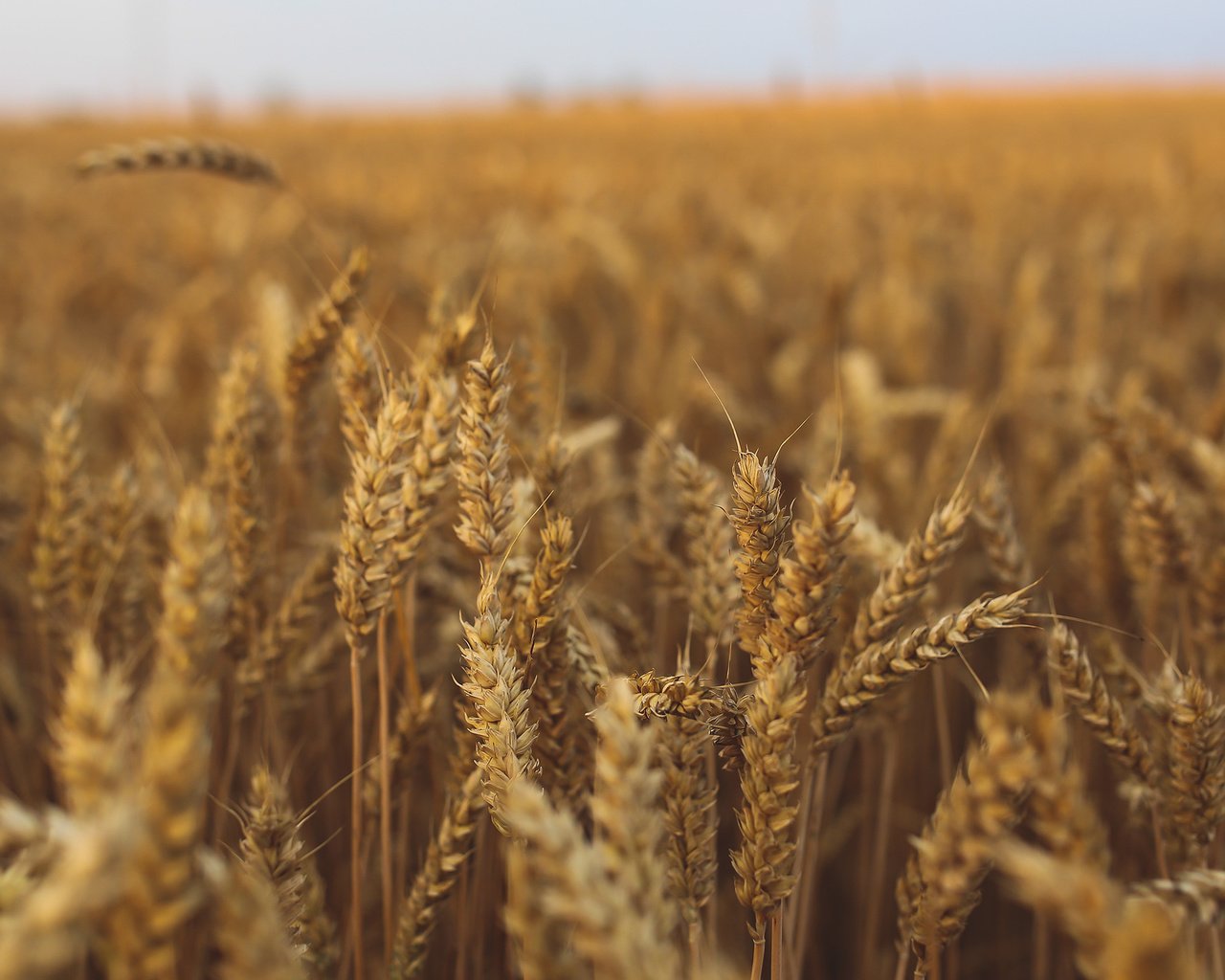 Обои природа, поле, колосья, пшеница, урожай, рожь, nature, field, ears, wheat, harvest, rye разрешение 2048x2048 Загрузить