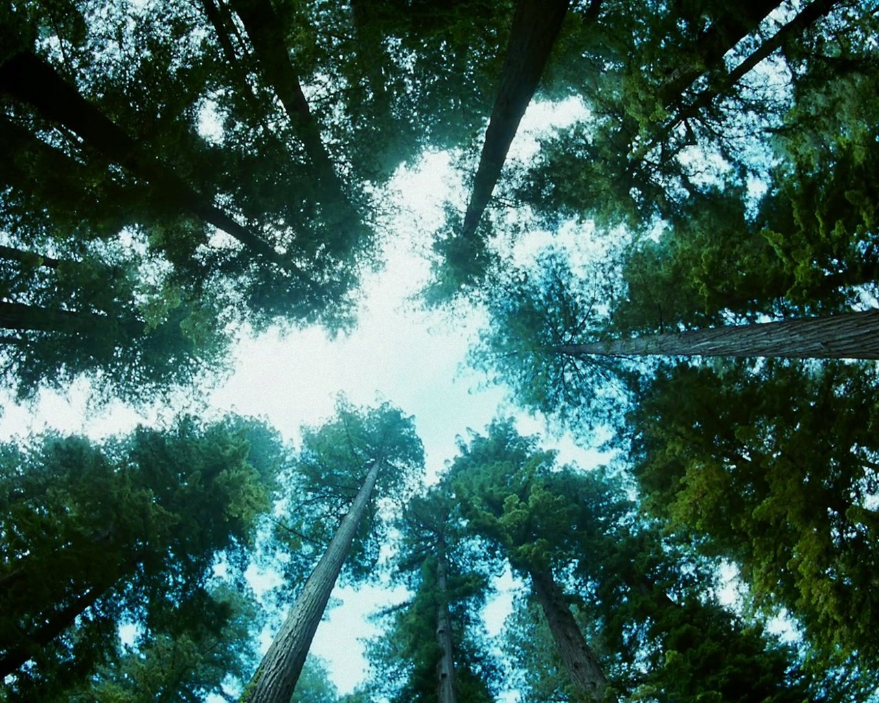 Обои небо, деревья, природа, лес, стволы, вид снизу, the sky, trees, nature, forest, trunks, bottom view разрешение 1920x1080 Загрузить