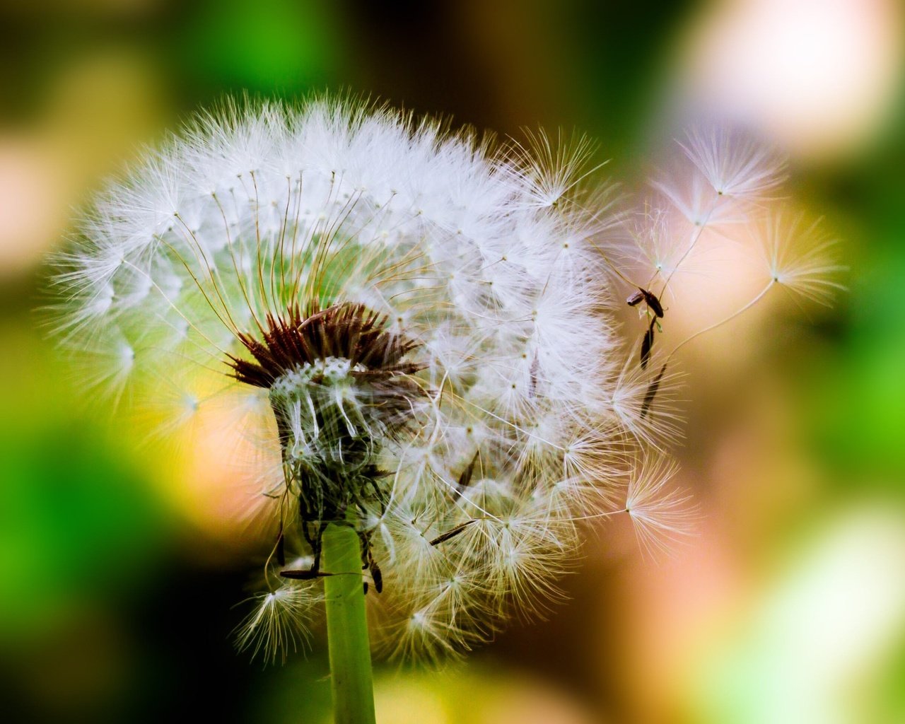 Обои цветок, одуванчик, семена, пух, пушинки, боке, былинки, flower, dandelion, seeds, fluff, fuzzes, bokeh, blade разрешение 3012x1940 Загрузить