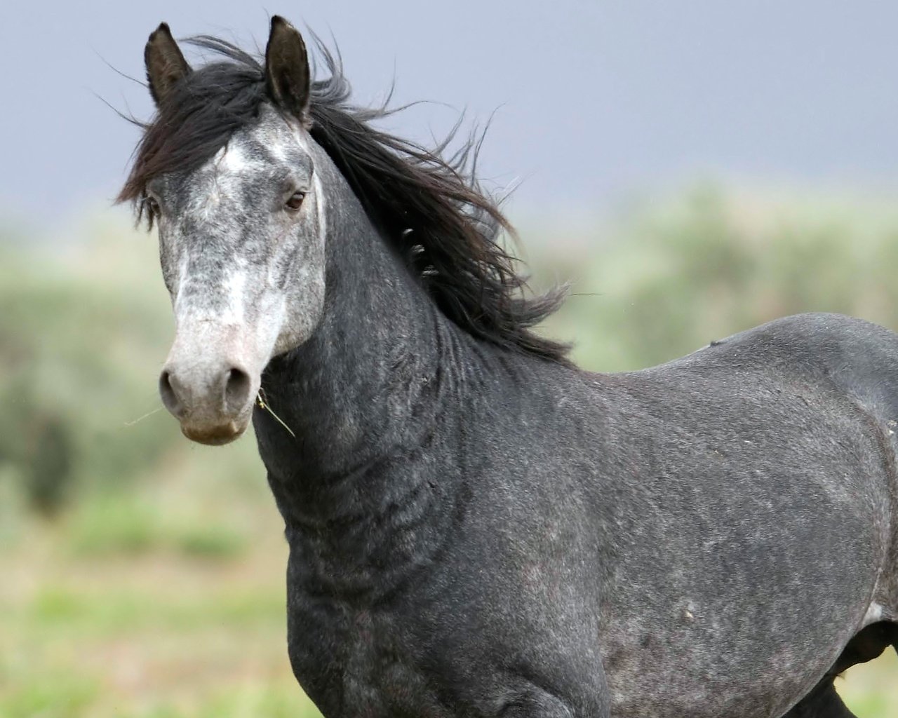 Серый Мустанг лошадь