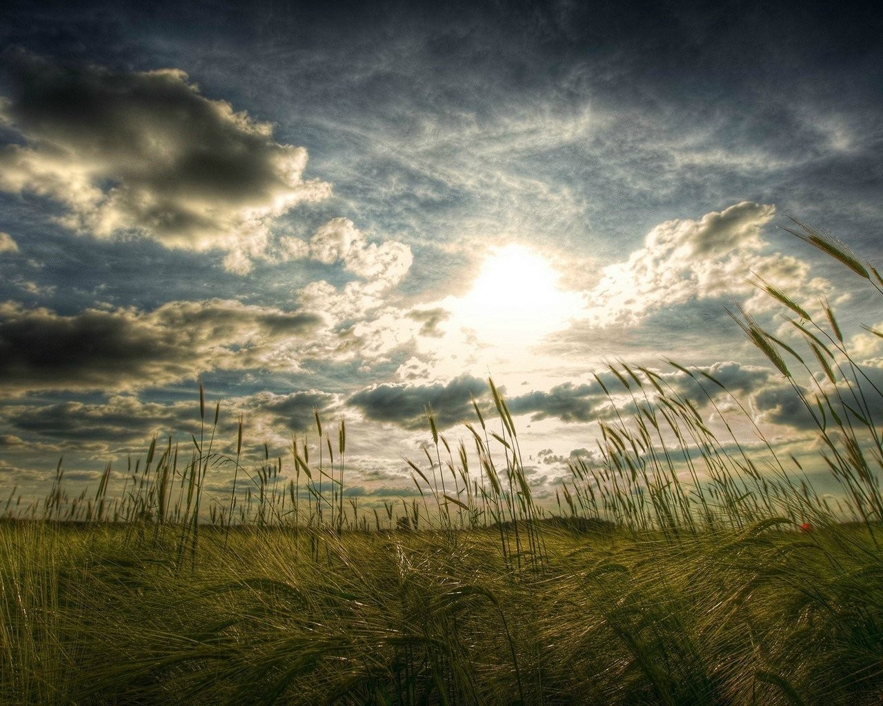 Обои небо, трава, облака, солнце, поле, колоски, the sky, grass, clouds, the sun, field, spikelets разрешение 1920x1080 Загрузить