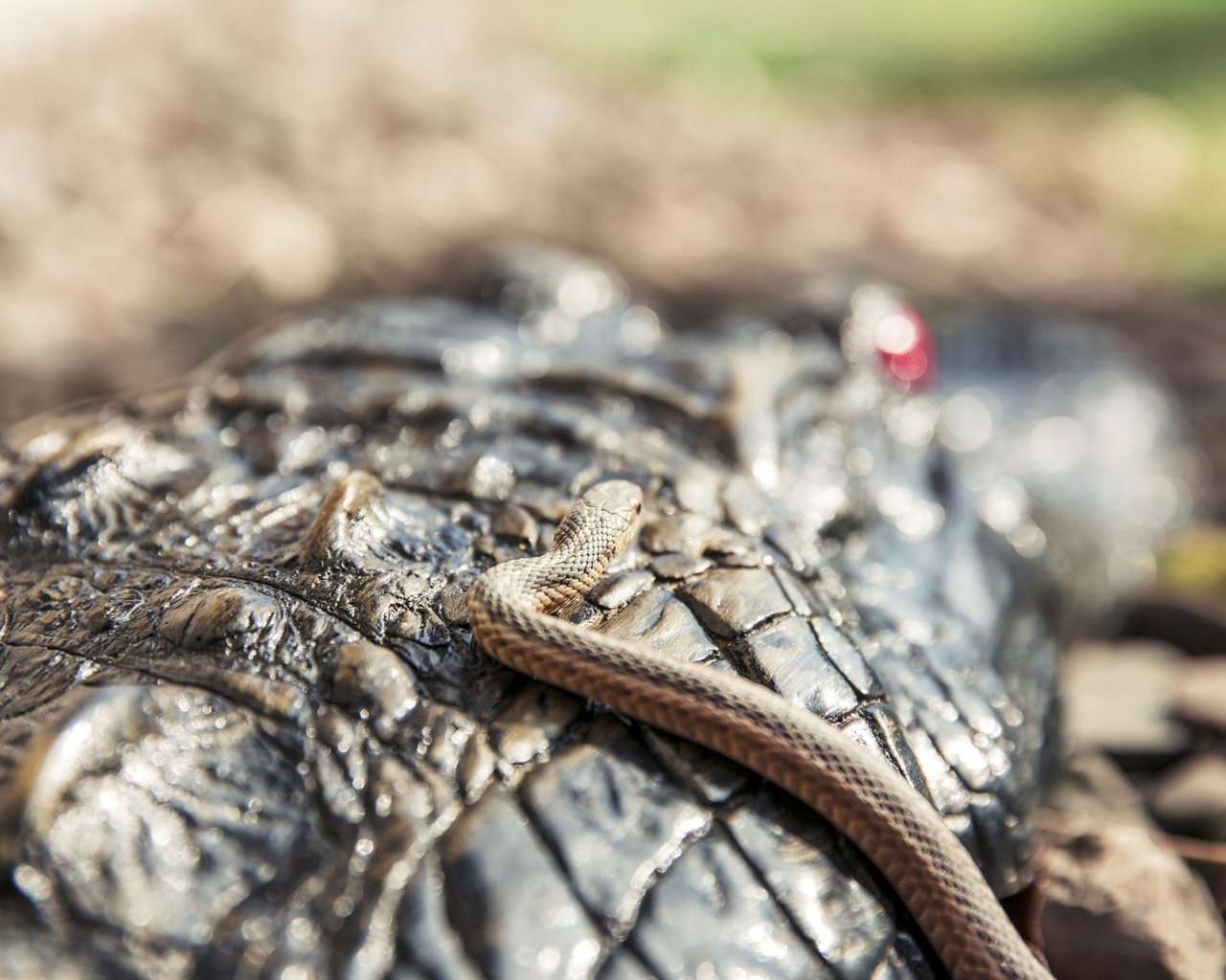 Обои змея, крокодил, чешуя, рептилия, крупным планом, пресмыкающиеся, snake, crocodile, scales, reptile, closeup, reptiles разрешение 2880x1800 Загрузить