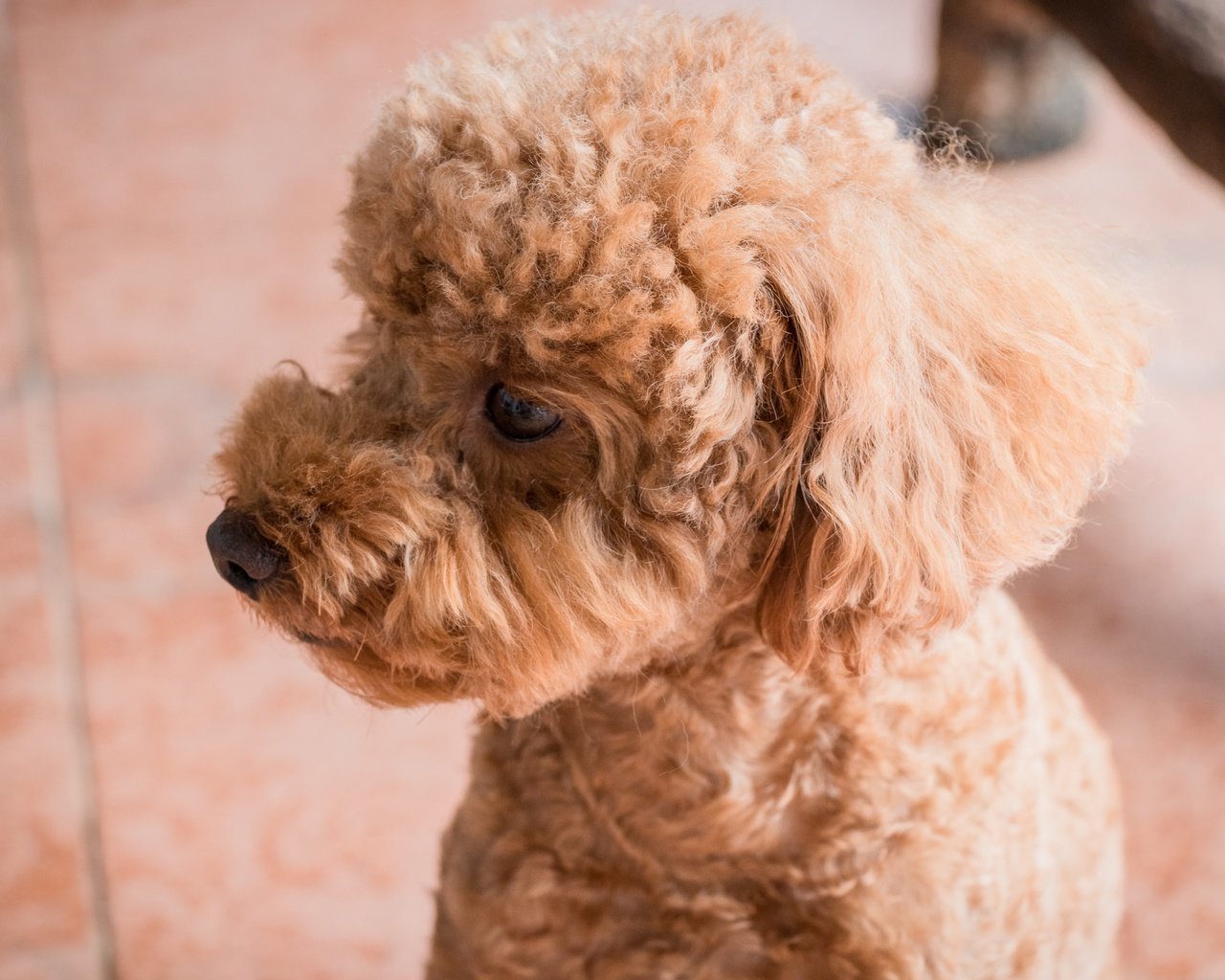 Обои глаза, взгляд, собака, профиль, пудель, абрикосовый, eyes, look, dog, profile, poodle, apricot разрешение 6000x4000 Загрузить