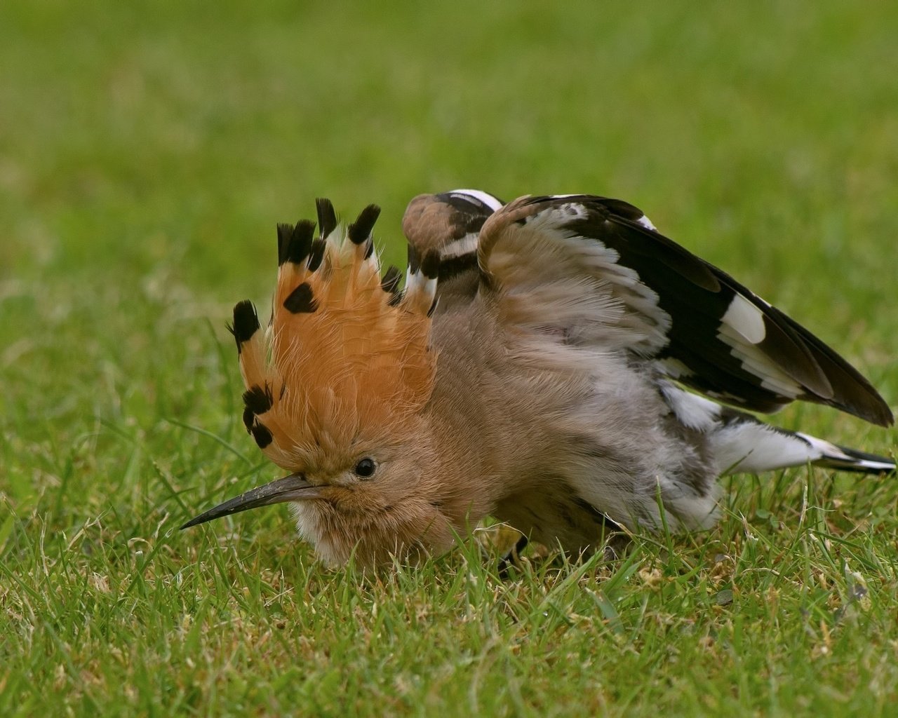 Обои трава, птица, клюв, перья, удод, grass, bird, beak, feathers, hoopoe разрешение 2048x1316 Загрузить