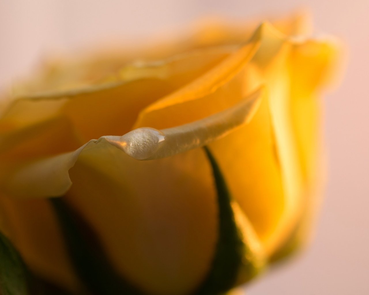 Обои макро, цветок, капля, роза, лепестки, бутон, желтые, macro, flower, drop, rose, petals, bud, yellow разрешение 2048x1464 Загрузить