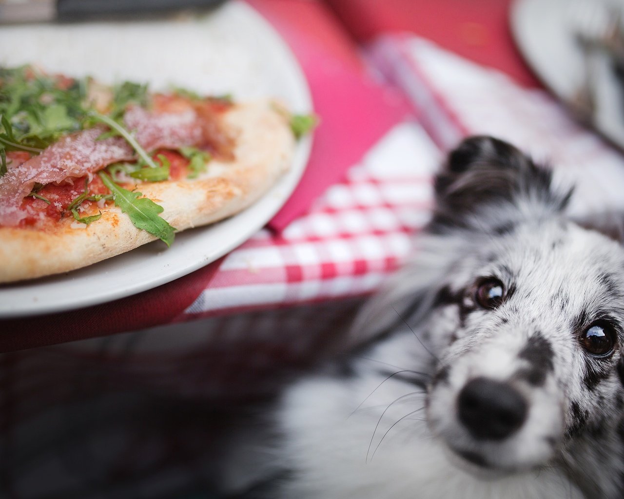 Обои мордочка, взгляд, собака, пицца, шелти, шетландская овчарка, muzzle, look, dog, pizza, sheltie, shetland sheepdog разрешение 2048x1365 Загрузить