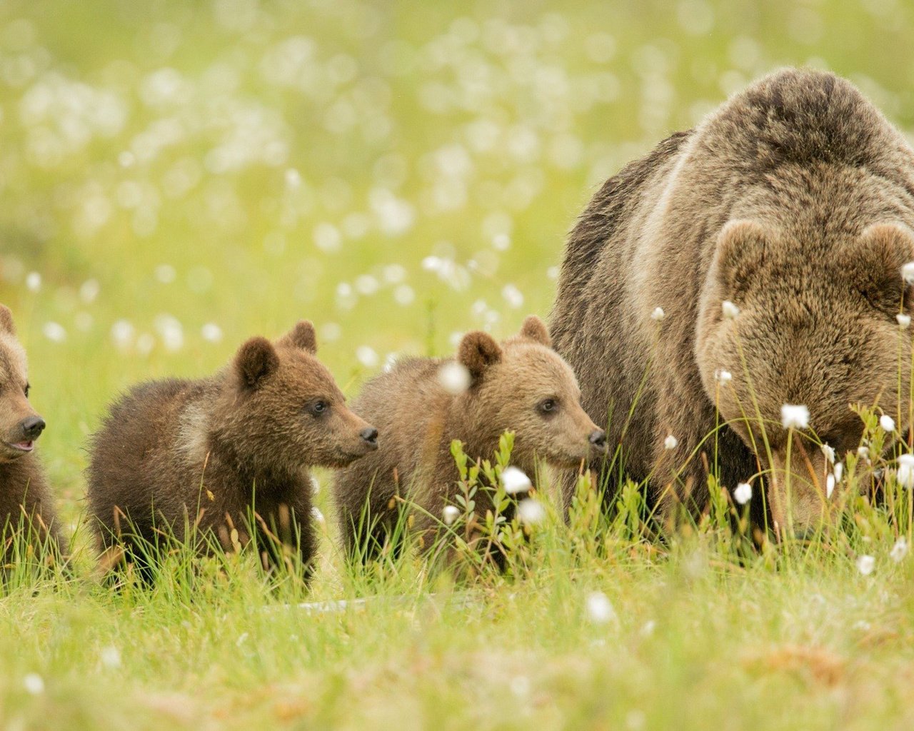 Обои трава, животные, медведь, луг, медвежата, бурые медведи, grass, animals, bear, meadow, bears, brown bears разрешение 2048x1099 Загрузить