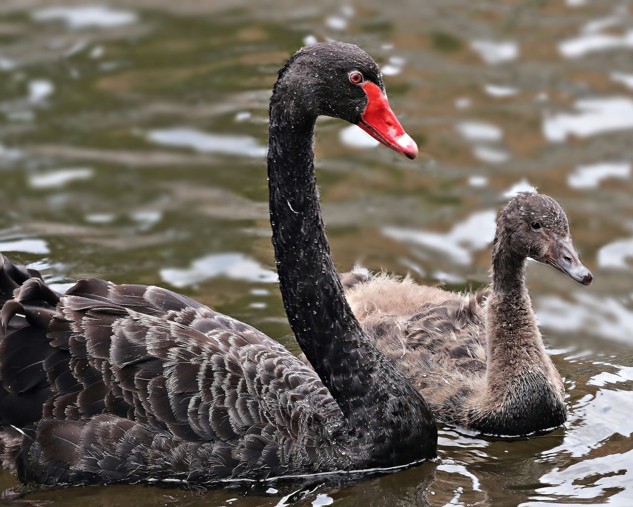 Обои вода, птенец, птицы, лебеди, черный лебедь, water, chick, birds, swans, black swan разрешение 5450x2897 Загрузить