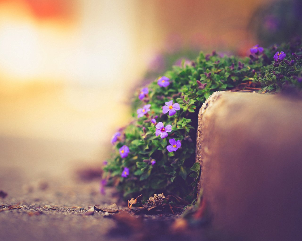 Обои цветы, природа, макро, улица, боке, фиалки, flowers, nature, macro, street, bokeh, violet разрешение 1920x1200 Загрузить