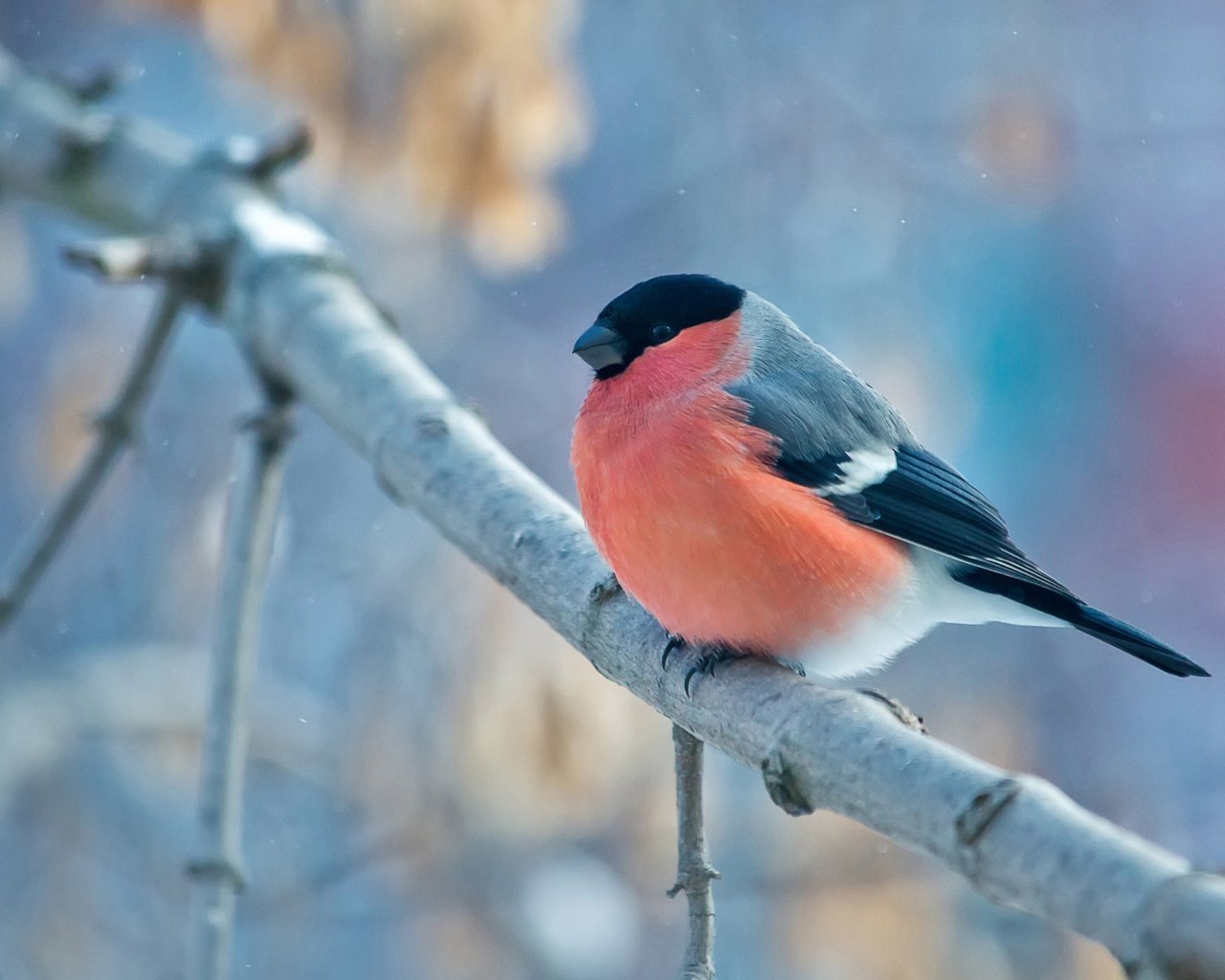 Обои ветка, зима, птица, снегирь, оперение, branch, winter, bird, bullfinch, tail разрешение 1920x1200 Загрузить