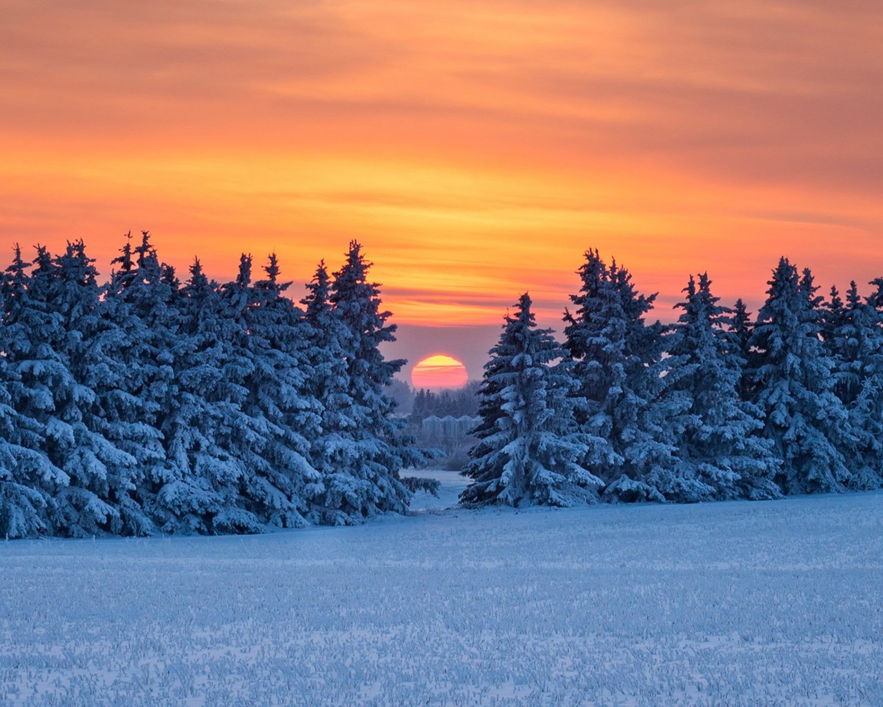 Обои снег, природа, лес, закат, зима, snow, nature, forest, sunset, winter разрешение 1920x1200 Загрузить