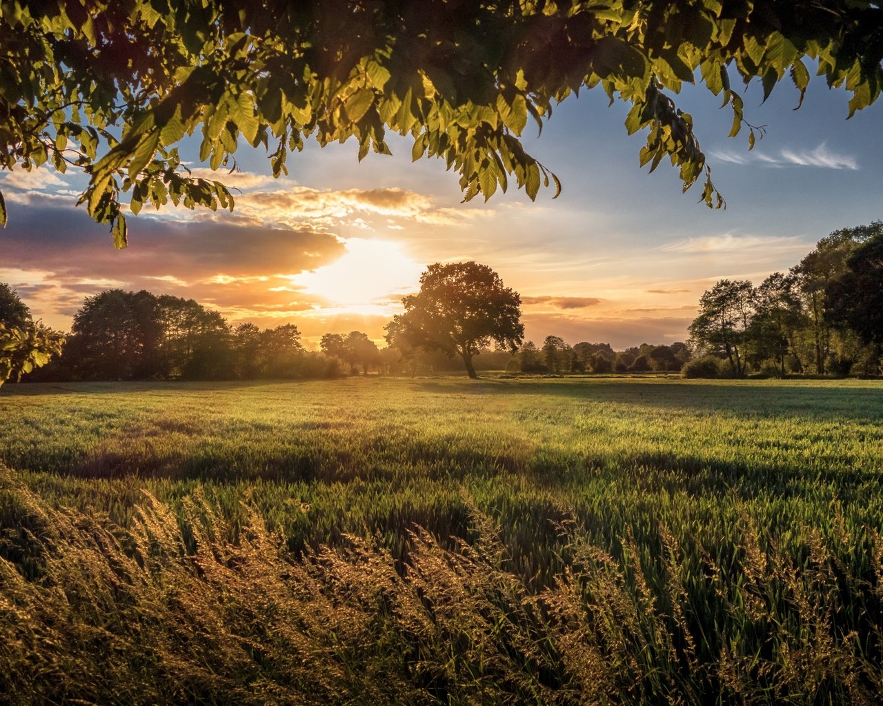 Обои небо, трава, облака, природа, дерево, закат, пейзаж, поле, the sky, grass, clouds, nature, tree, sunset, landscape, field разрешение 5286x3520 Загрузить