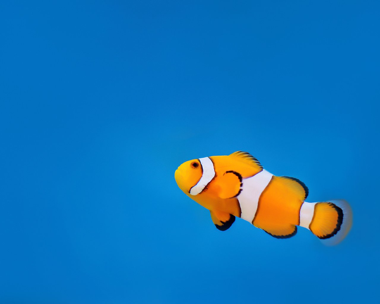 Обои вода, океан, клоун, рыба, подводный мир, рыба-клоун, water, the ocean, clown, fish, underwater world, clown fish разрешение 2560x1600 Загрузить