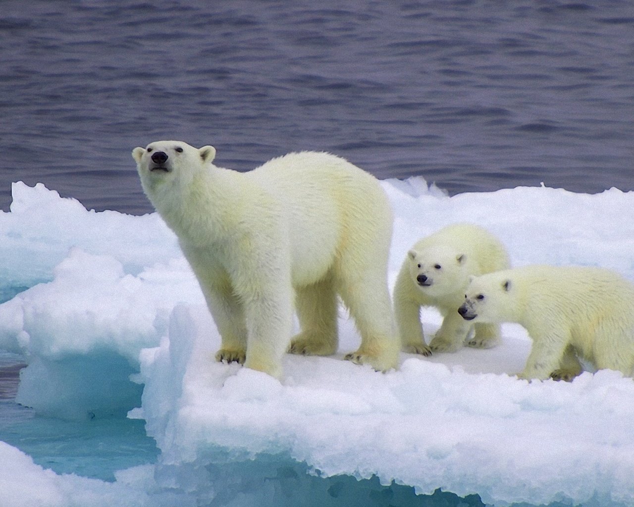 Обои снег, лёд, медведи, белый медведь, детеныши, медвежата, snow, ice, bears, polar bear, cubs разрешение 1920x1080 Загрузить